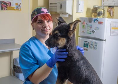 consultatii si tratamente - cabinet veterinar in Navodari - CertoVet.ro 001