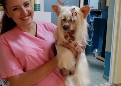 frizerie canina - cabinet veterinar in Navodari - CertoVet.ro 00001
