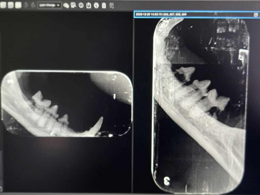 radiografie-dentara-resorbtie-pisica